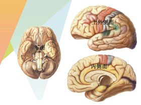 大脑解剖图