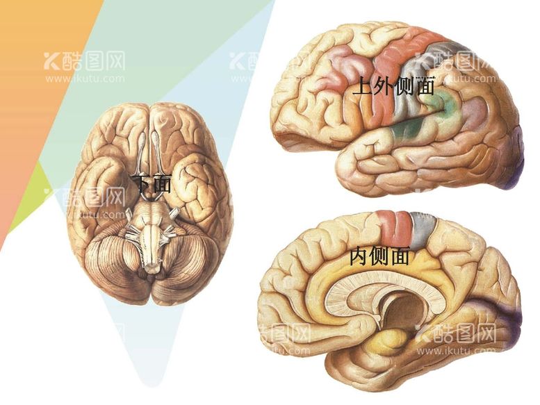 编号：54533412181517592740【酷图网】源文件下载-大脑解剖图 