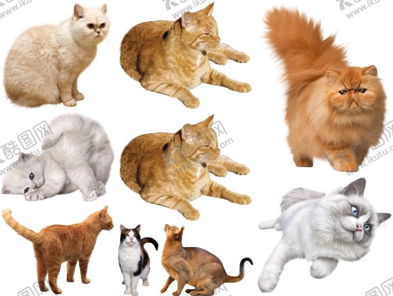 编号：55581210020937414920【酷图网】源文件下载-猫png免扣高清素材