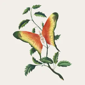 蝴蝶