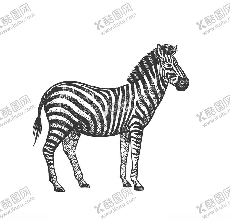 编号：58318006291225487635【酷图网】源文件下载-斑马