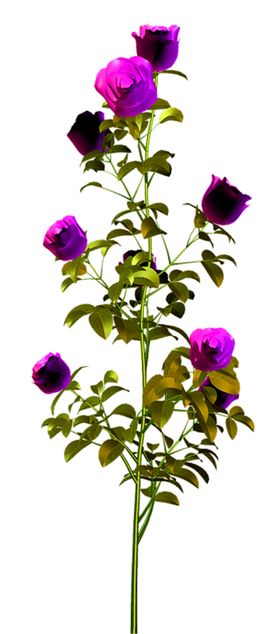 鲜花装饰小清新朵康乃馨风信子朵底纹