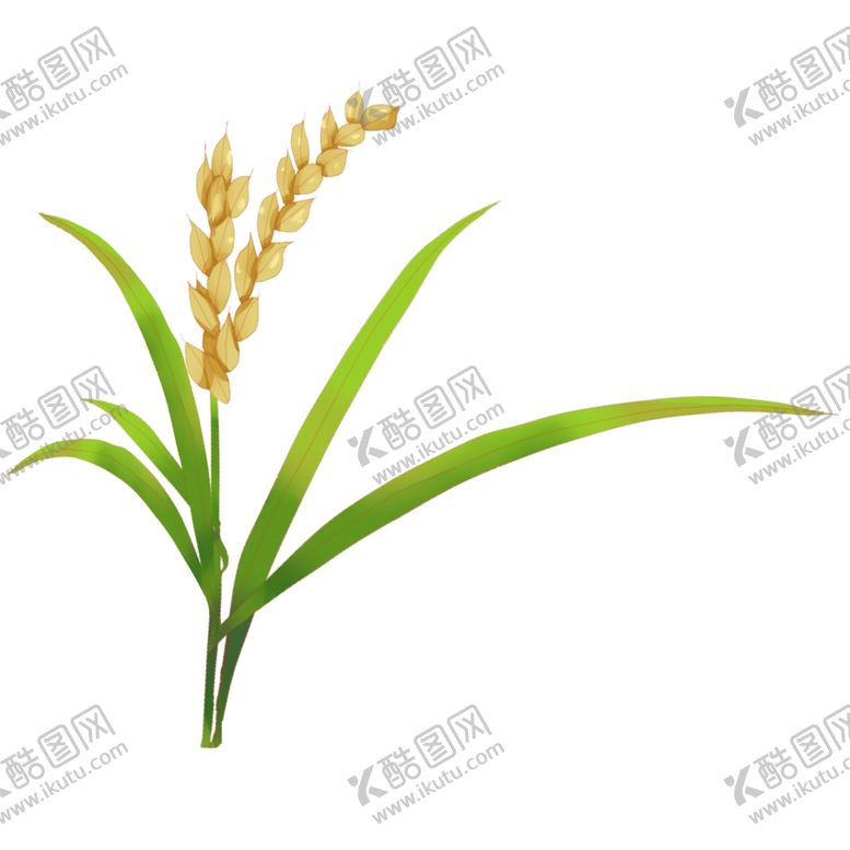 编号：65594809200656007200【酷图网】源文件下载-水稻