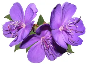 鲜花