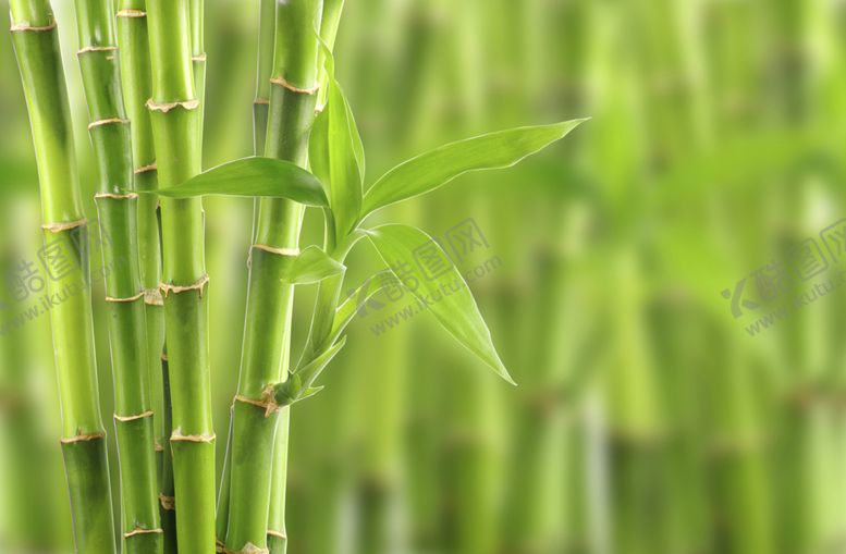 编号：68820609280423149376【酷图网】源文件下载-竹子