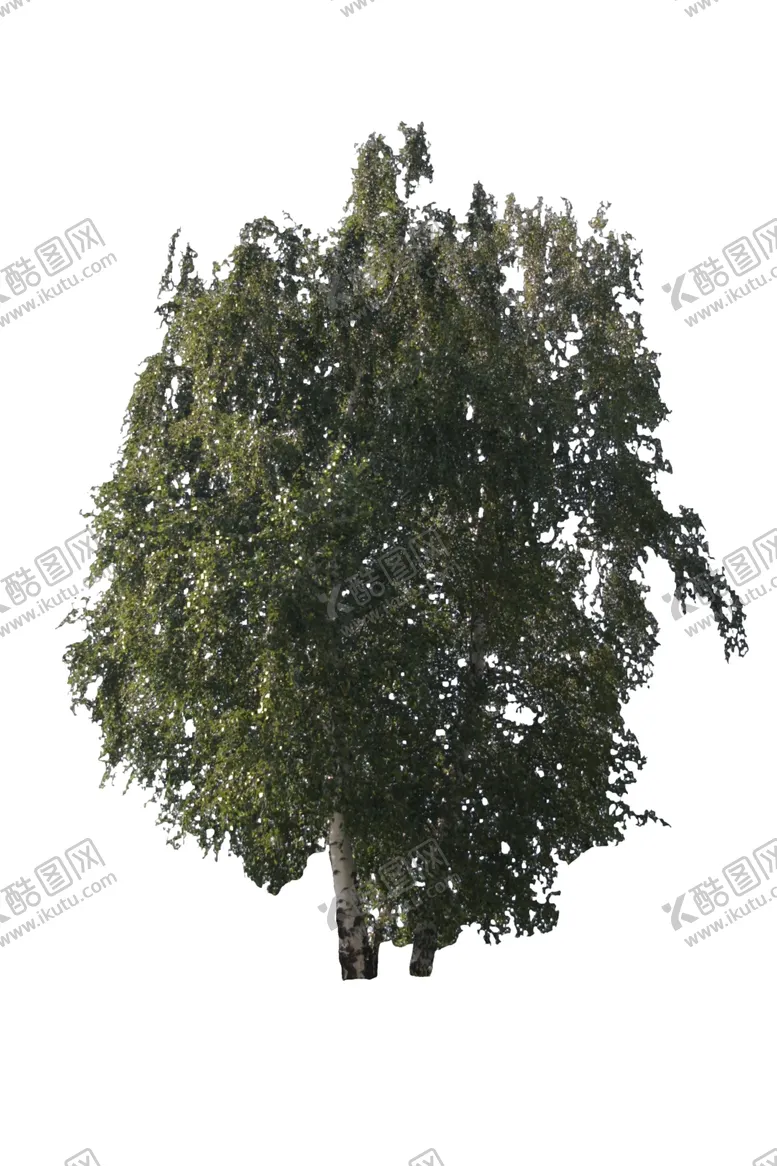 编号：99403206302121317685【酷图网】源文件下载-树木
