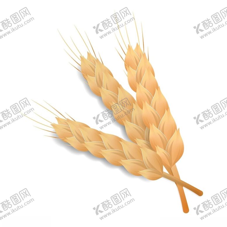 编号：31550102142359103586【酷图网】源文件下载-黄色的麦穗