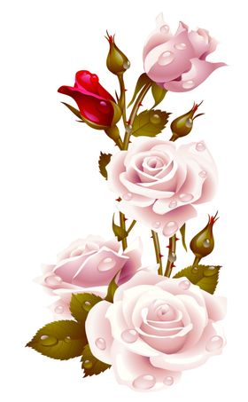 玫瑰花