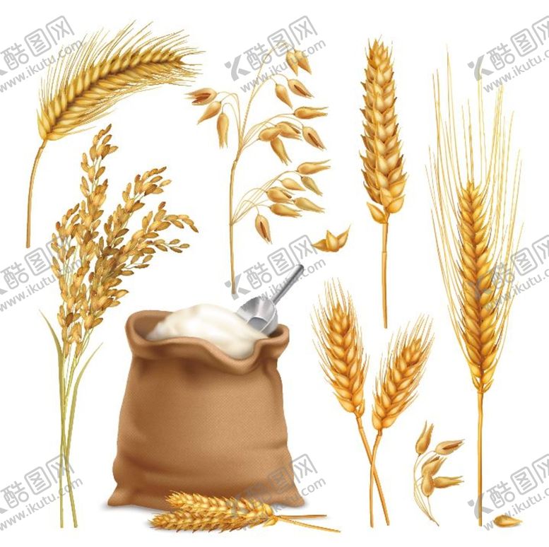 编号：63362310301852152510【酷图网】源文件下载-ai矢量小麦