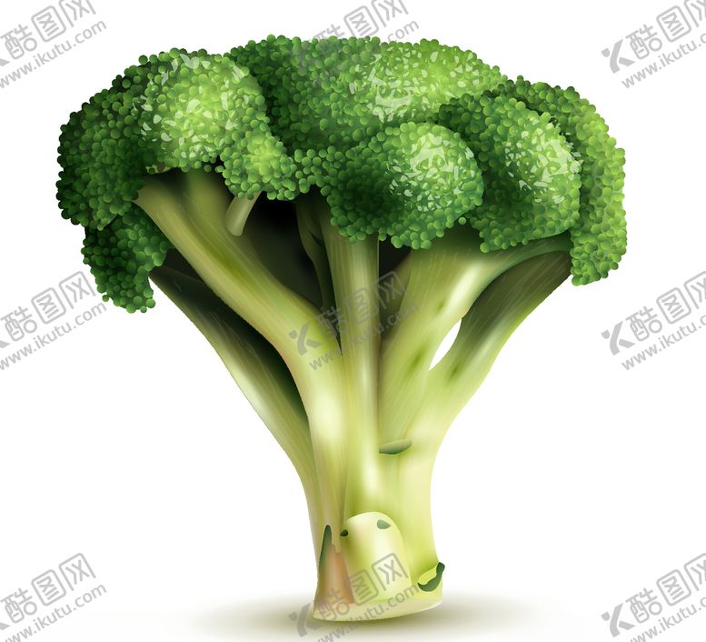 编号：72051606191351009196【酷图网】源文件下载-手绘西兰花