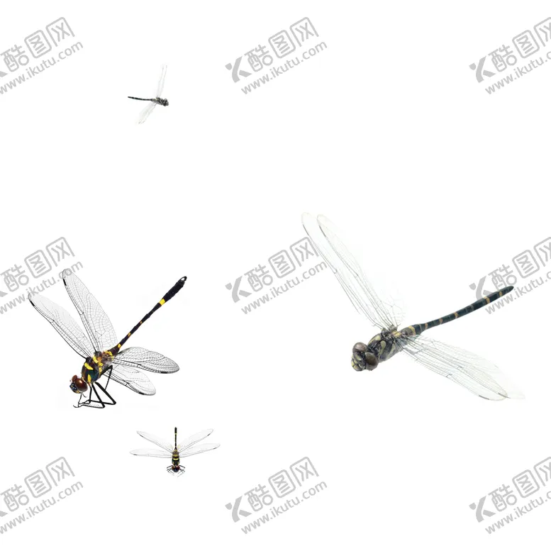 编号：13383704281326304983【酷图网】源文件下载-蜻蜓