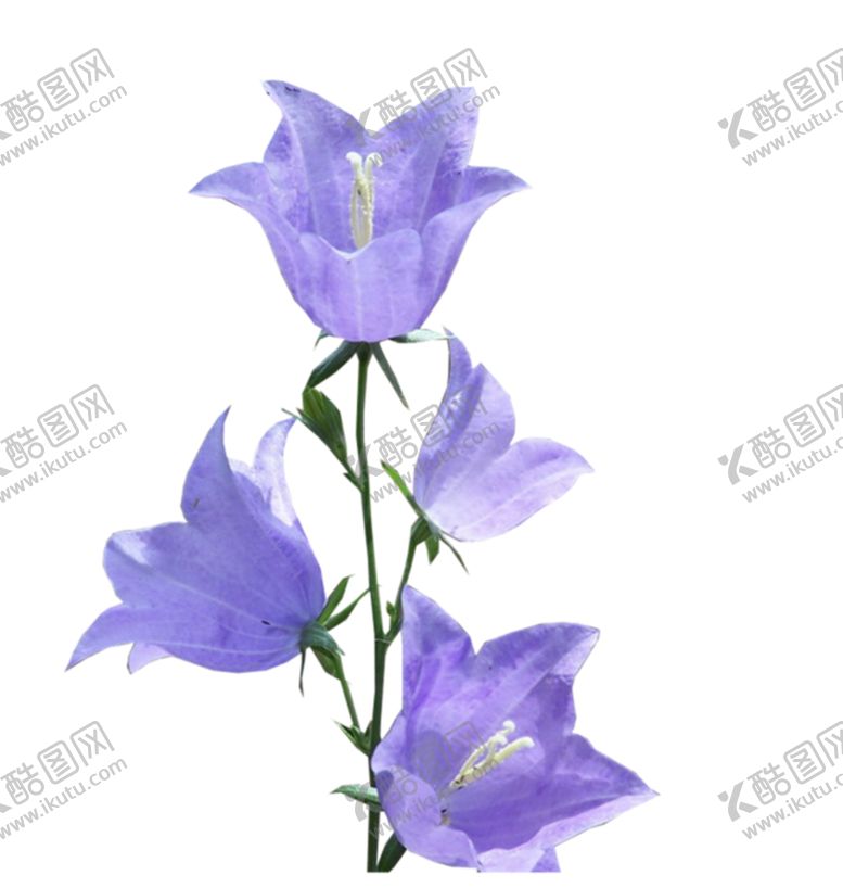 编号：72713807021021408599【酷图网】源文件下载-风铃草