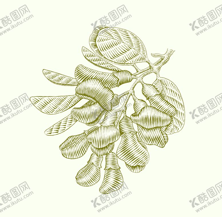 编号：83129901271039456261【酷图网】源文件下载-槐花矢量图插画