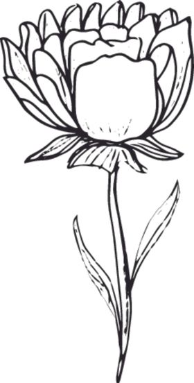 花卉元素