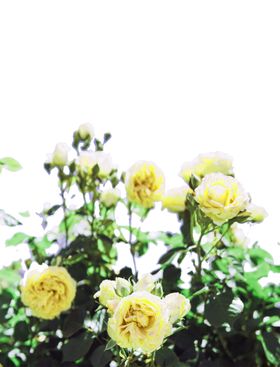 高清花丛png免抠