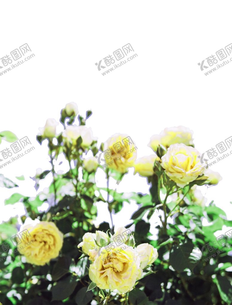 编号：46399509131547491377【酷图网】源文件下载-月季花丛免抠图