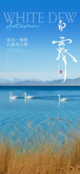白露节气小清新海报中国传统