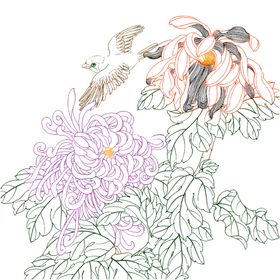 高清透明工笔画线稿之菊花小品