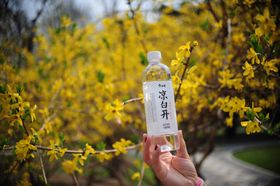 今麦郎凉白开，春季补水好选择