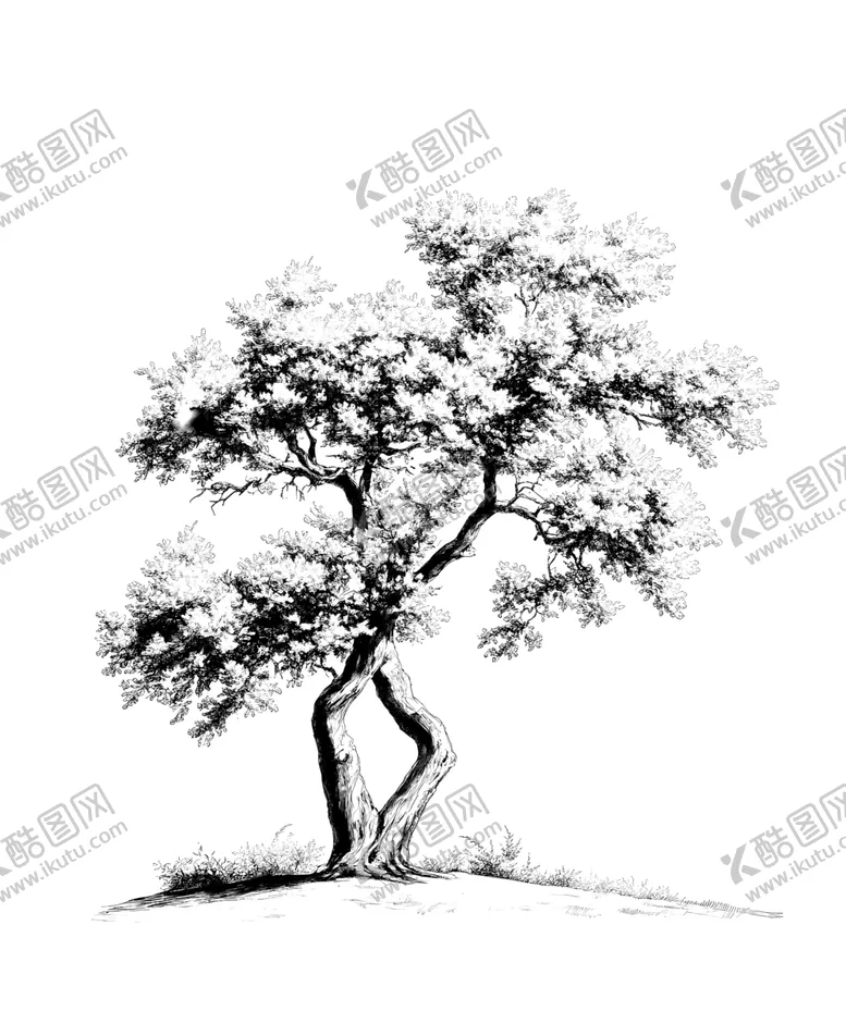 编号：37140603012342357925【酷图网】源文件下载-树线稿素材