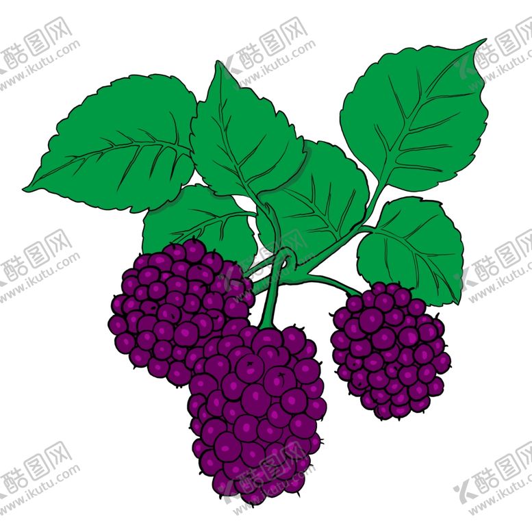 编号：47106810040452032271【酷图网】源文件下载-手绘桑葚