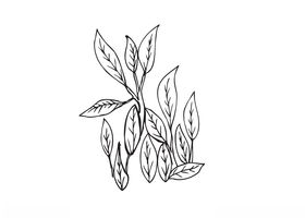 茶叶