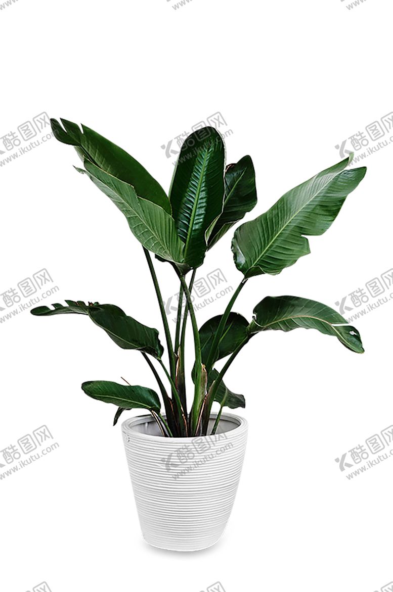 编号：55582709290907085146【酷图网】源文件下载-植物