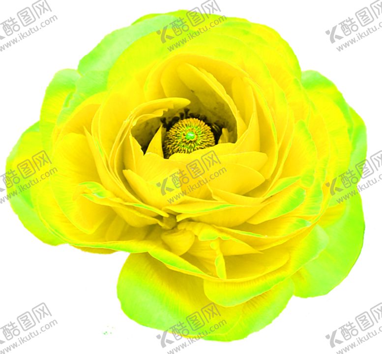 编号：46825207080136234449【酷图网】源文件下载-花素材