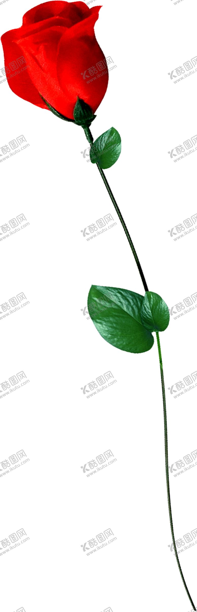 编号：16009109120537262051【酷图网】源文件下载-玫瑰花