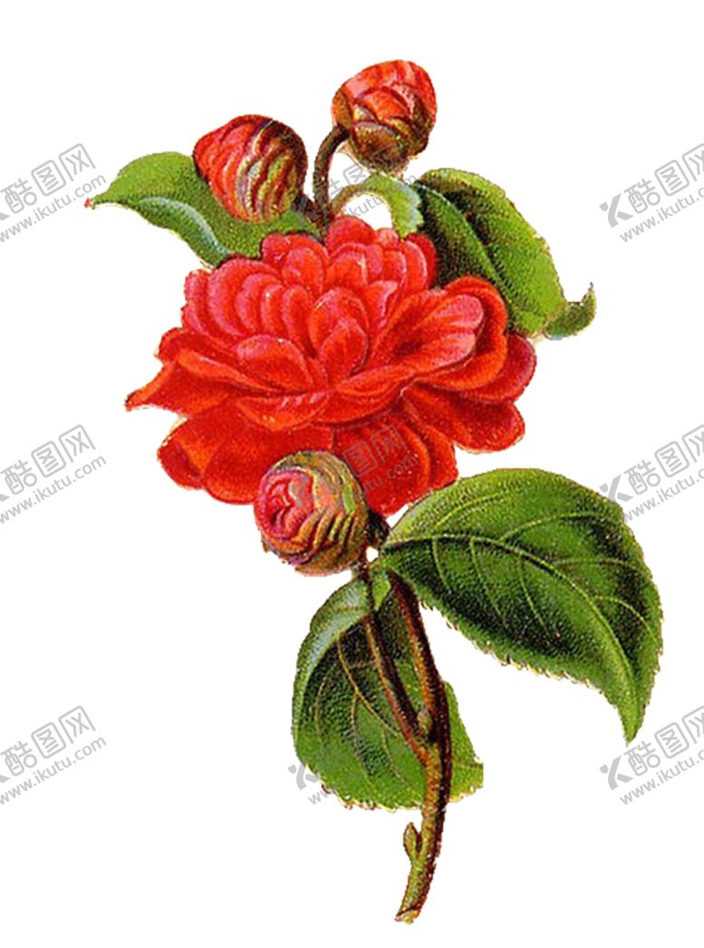 编号：77235001190919292143【酷图网】源文件下载-山茶花图片