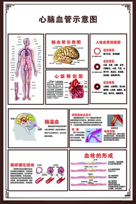 心脑血管示意图