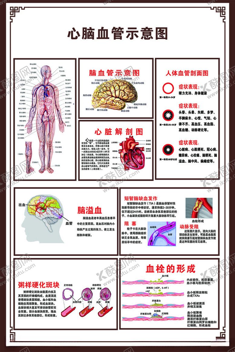 编号：87662404011328537303【酷图网】源文件下载-心脑血管示意图