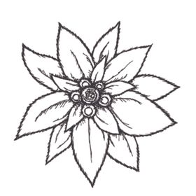 简笔绘画植物花朵图谱