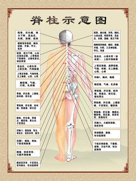 脊柱示意图