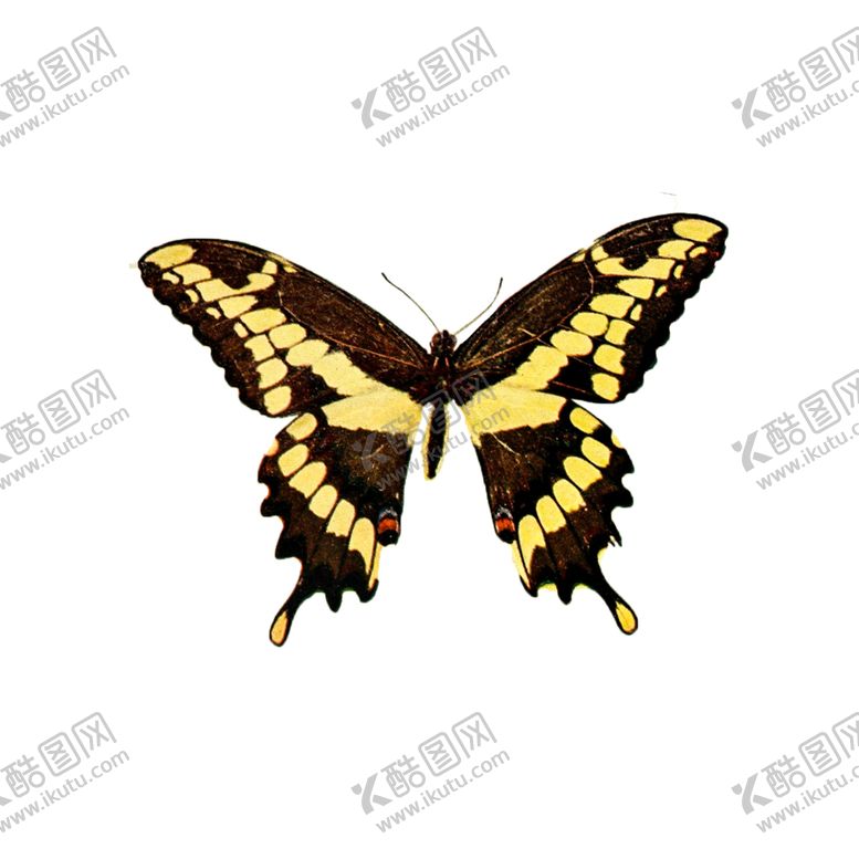 编号：57339206270024208319【酷图网】源文件下载-透明免扣蝴蝶