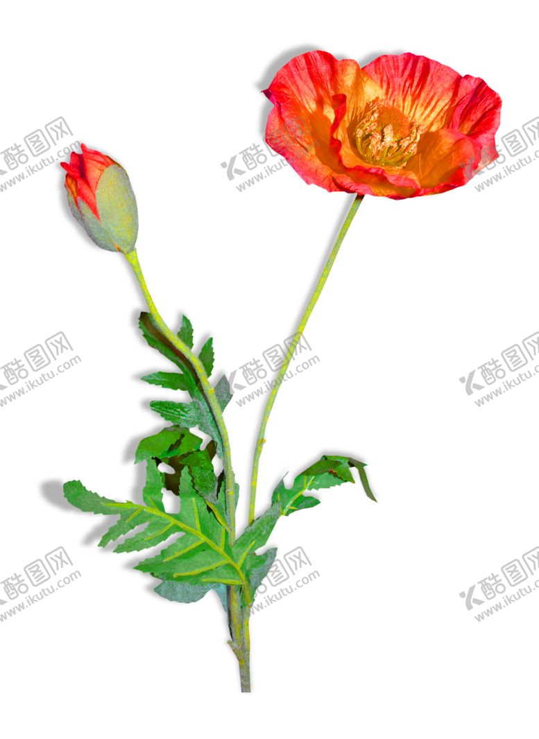 编号：70726509271047528241【酷图网】源文件下载-花素材