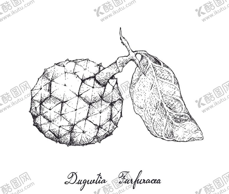 编号：28098907031254103701【酷图网】源文件下载-线描植物