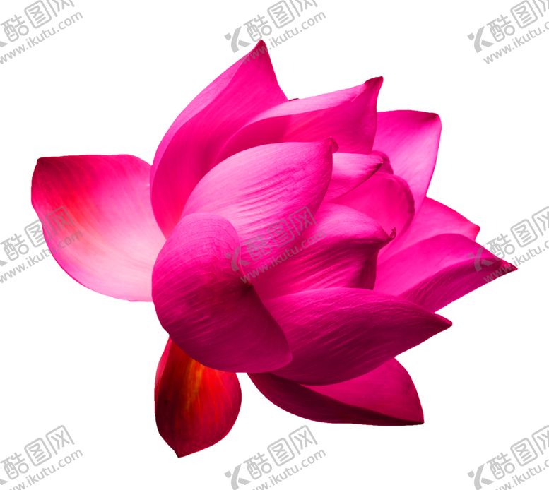 编号：29335909201036309534【酷图网】源文件下载-鲜花装饰