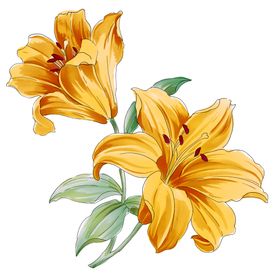 百合花
