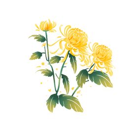 菊花插画