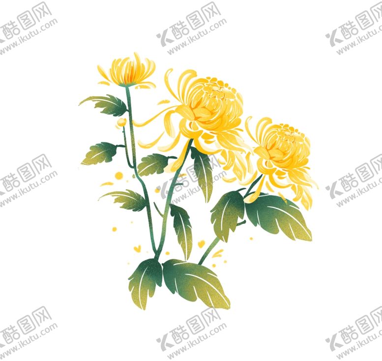 编号：99080505052007081186【酷图网】源文件下载-菊花插画