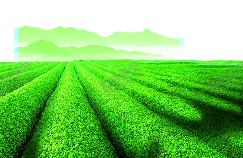 编号：97593809272253269039【酷图网】源文件下载-茶叶