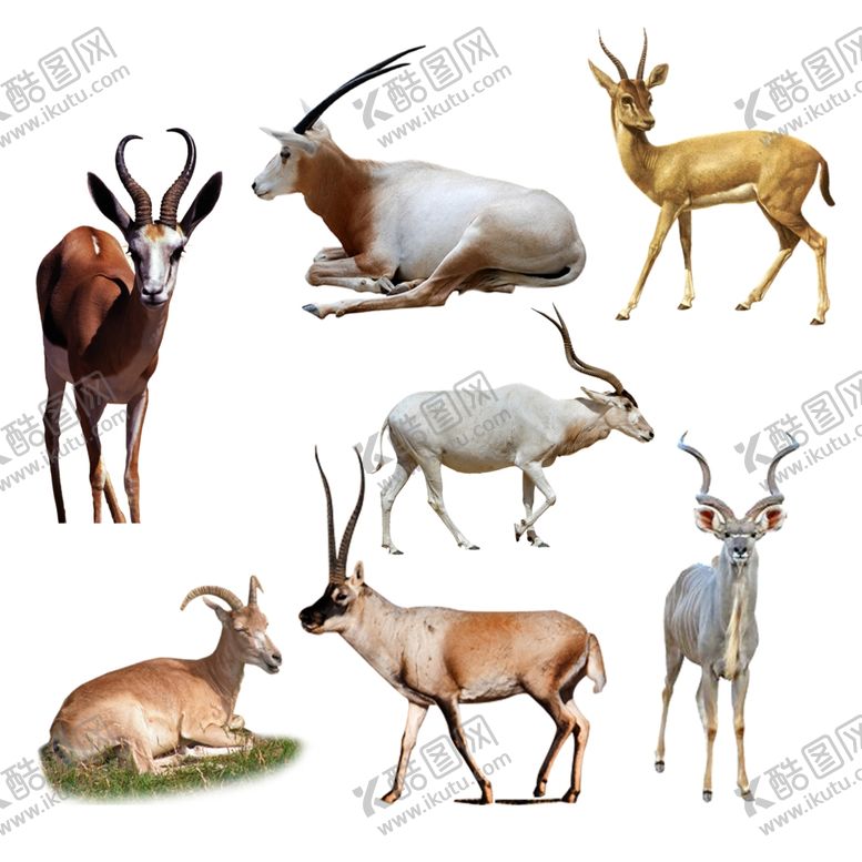 编号：71643510220330022230【酷图网】源文件下载-羚羊