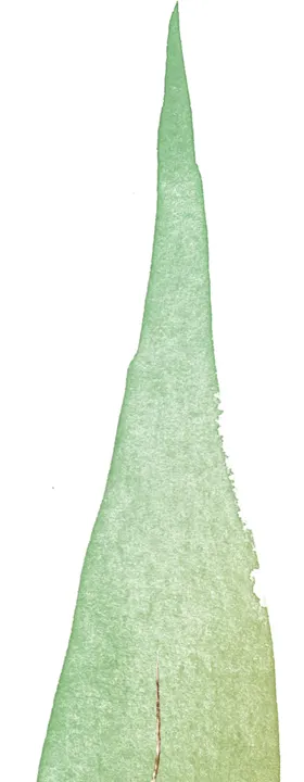 北欧小清新水彩植物图案