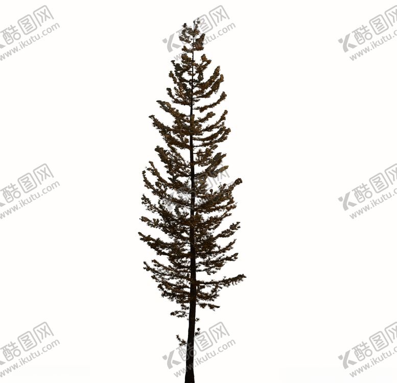 编号：11404910312007073350【酷图网】源文件下载-树木