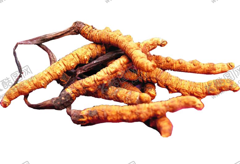 编号：55050409111207072955【酷图网】源文件下载-冬虫夏草中药药材养生海报素材