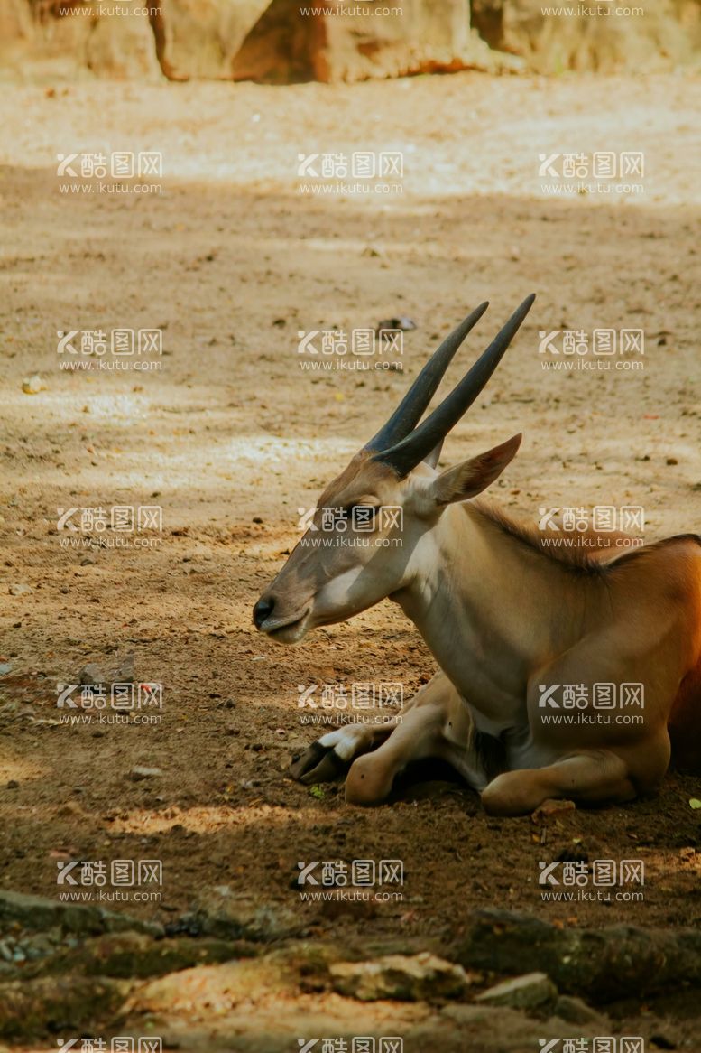 编号：66155612250853316321【酷图网】源文件下载-羚羊