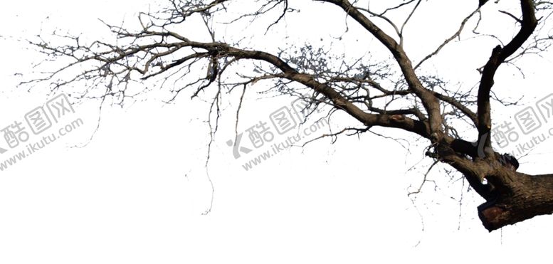 编号：54558107070700013662【酷图网】源文件下载-干支挂角树