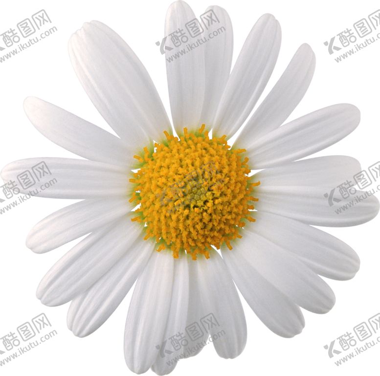 编号：96557207080858346597【酷图网】源文件下载-小雏菊