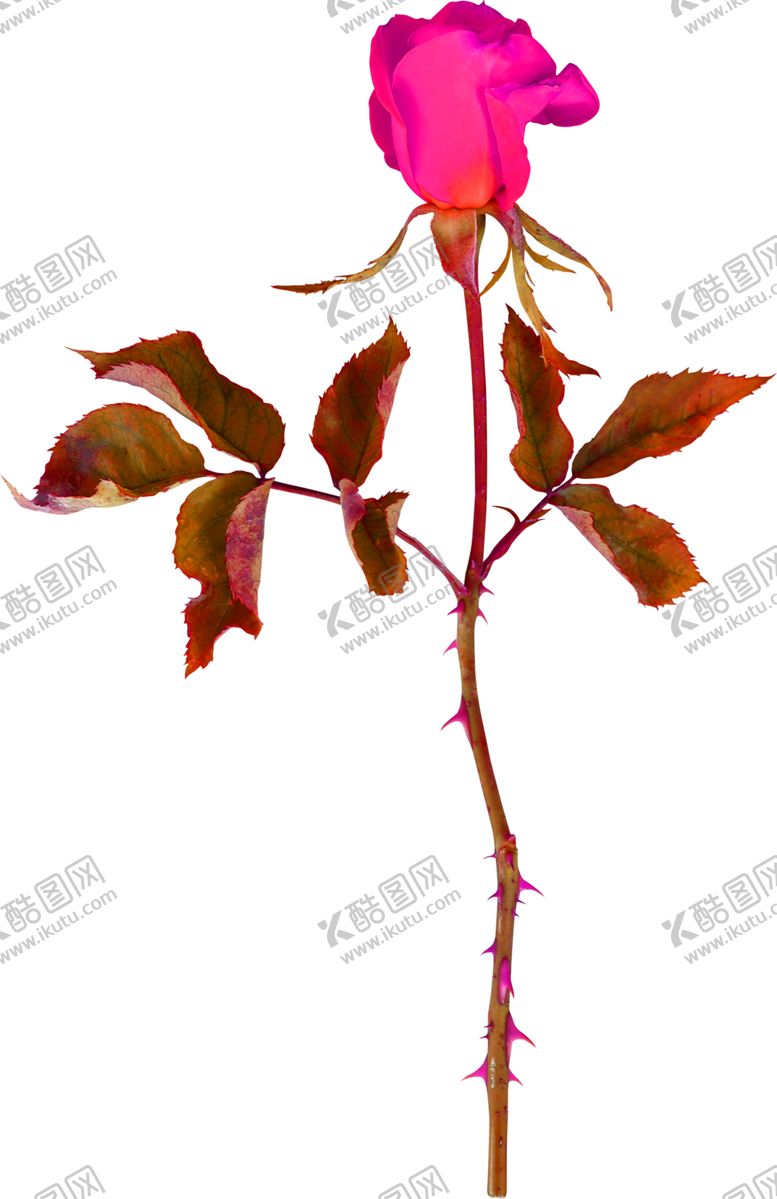 编号：82765610020732345729【酷图网】源文件下载-鲜花素材